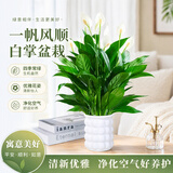 行湘白掌水培绿植盆栽植物驱蚊花卉室内盆栽办公室工位幼儿园源头直发