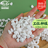 寿禾 白石子小石头多肉盆栽鱼缸造景绿植装饰 6-9mm白卵石500g