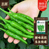 北蔬樟树港辣椒种子苗湖南特产特辣秋冬菜籽 北蔬樟树港辣椒种子100粒