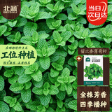 北蔬 薄荷种子苗留兰香可食用四季阳台盆栽菜籽 留兰香薄荷籽约3000粒