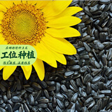 寿禾 向日葵苗带土蔬菜苗花苗盆栽食用花卉葵花太阳花瓜子种子秋冬季 盆栽观赏向日葵苗6棵
