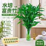 沭之美富贵竹水培客厅绿植招财旺宅花卉植物水养常青竹子文昌竹源头直发