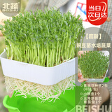 北蔬水培豌豆苗种子蔬菜儿童小学芽苗菜工位种菜盆栽五角盒豌豆苗套装