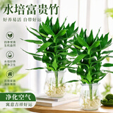 沭之美观音竹室内盆栽办公室绿植水培植物四季常青好养竹源头直发