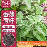 寿禾 薄荷种子苗可食用香草植物盆栽种植 潍丰食用香薄荷种子1200粒