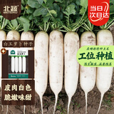 北蔬 白萝卜种子苗甜脆南北方秋冬蔬菜种籽 白玉萝卜种子10g约1200粒