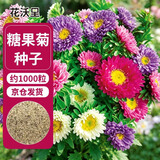 花沃里糖果菊花种子约1000粒 花卉种子阳台种菜土盆栽蔬菜种子庭院草籽