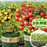 大禹矮生番茄苗盆栽小西红柿苗带土秧苗种子圣女果树苗寿光水果蔬菜苗 红矮生小番茄苗+黄矮生小番茄苗各3棵