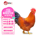 潭牛海南文昌鸡公鸡整鸡2斤  农家散养土鸡 鸡肉生鲜 爆炒 椰子鸡食材