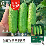 寿禾强雌性旱黄瓜种子苗水果老品种秋冬菜籽冰翡翠旱黄瓜种子50粒*2袋