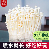 大禹蘑菇种植包玉米平菇芯菌包家庭种植香菇菌菇种子可食用菌包菌棒 金针菇蘑菇种植菌包1个约2斤
