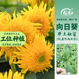 寿禾 向日葵苗带土蔬菜苗花苗盆栽食用花卉葵花太阳花瓜子种子秋冬季 玩具熊向日葵苗6棵