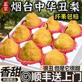 粤迎山东烟台中华丑梨【顺丰-多地次日达】新鲜当季梨子软糯大头蕉梨 5斤分享装【多人分享装-钜钜划算】净4.6斤 A+级精选大果【单果201-301g】甜