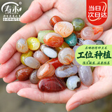 寿禾 雨花石七彩石天然鱼缸花盆造景天然原石鹅卵石 500g雨花石1-2cm