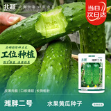北蔬水果黄瓜种子苗甜脆秋季蔬菜种籽 潍胖二号水果黄瓜种子100粒x2包
