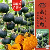 寿禾贝贝南瓜种子苗板栗瓜中果型菜瓜种籽 潍丰黑皮贝贝南瓜种子20粒
