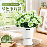 沭之美康乃馨盆栽阳台室内桌面矮石竹教师节礼物好养花卉源头直发