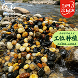 寿禾 溪流石造景装饰底砂水箱过滤养龟小石头 溪流石0.9-1.8cm2.5kg