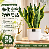 沭之美金边虎皮兰新房吸甲醛多肉植物防辐射室内花卉绿植盆栽源头直发