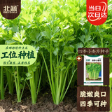 北蔬芹菜种子苗老品种小香芹本地芹菜蔬菜种籽 四季小香芹种子10gx2包