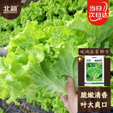 北蔬 玻璃生菜种子苗四季播家庭阳台盆栽菜籽 玻璃生菜种子2000粒x2包