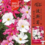 寿禾格桑花种子苗混色波斯菊花种籽 波斯菊种子(混色大花)900粒+100粒