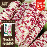 北蔬彩甜糯玉米种子苗花糯大棒甜玉米籽 彩甜糯6号玉米种子30g约90粒