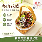 沭之美手提大花篮多肉植物盆栽肉肉组合盆栽室内桌面装饰礼物 源头直发