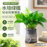 泰西丝绿萝盆栽室内吸甲醛植物长藤大绿萝土培水养客厅花卉吊兰源头直发