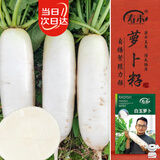 寿禾水果白萝卜种子苗秋冬季老品种蔬菜种籽 潍育白玉萝卜种子10g