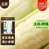 北蔬白甜糯玉米种子苗大棒早熟粘苞米籽 白玉糯909玉米种子30g约110粒
