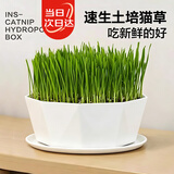 寿禾猫草种子苗工位种植套装土培盆栽种猫零食草籽 潍丰猫草种植套餐