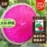 北蔬 心里美红心萝卜种子苗秋冬水果罗卜蔬菜籽 心里美萝卜种子500粒