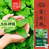 寿禾香水薄荷种子苗可食用盆栽香草种籽 香水薄荷种子1g约800粒*2袋
