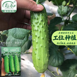 寿禾 旱黄瓜种子强雌籽种各种水果青瓜秋季四季蔬菜寿光种籽 【老品种】潍丰冰翡翠2号旱黄瓜种子 60粒