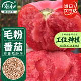 寿禾毛粉沙瓤番茄种子种苗西红柿秋冬菜籽 潍育粉冠大番茄种子100粒