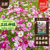 北蔬 格桑花种子苗波斯菊开花四季播种庭院花卉籽子 格桑花种子200粒