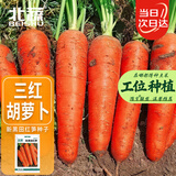 北蔬 胡萝卜种子苗三红七寸参秋冬蔬菜种籽 新黑田红笋胡萝卜种子10g