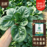 北蔬 爬地菠菜种子苗老品种圆叶耐寒四季种蔬菜籽 趴地香菠菜种子100g