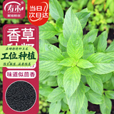 寿禾九层塔种子苗罗勒可食用香料香草种籽 潍丰埋香九层塔种子2000粒