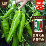 北蔬 牛角椒辣椒种子苗杂交特大果微辣尖椒盆栽菜种籽 牛角椒种子50粒