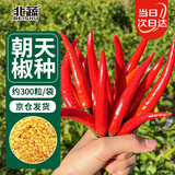 北蔬 辣椒种子种苗单生指天椒红辣椒四季种籽 萨兰娜朝天椒种子300粒