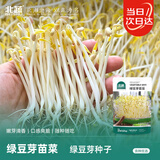 北蔬 绿豆芽苗菜种子种苗家庭水培无土栽培菜种籽 绿豆芽苗菜种子200g