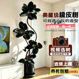 叹为观止大型植物发财树各种大颗盆栽开业乔迁客厅办公室内好养大型花卉 5A级双飘黑金刚1.6-1.8米【黑色聚财盆】 含盆