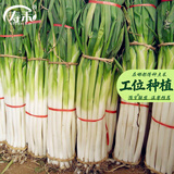 寿禾 山东寿光大葱种子章丘铁杆老品种葱苗秋冬季蔬菜葱沙葱种子菜籽 章丘大葱种子10g