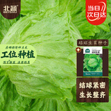 北蔬 结球生菜种子种苗圆生菜球绿叶盆栽蔬菜种籽 结球生菜种子10g