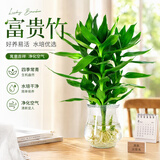 沭之美观音竹室内盆栽办公室绿植水培植物四季常青好养竹源头直发