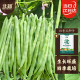 北蔬 四季豆种子苗不搭架豆角家庭阳台秋冬种蔬菜种籽 四季豆种子200g