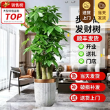 叹为观止大型植物发财树各种大颗盆栽开业乔迁客厅办公室内好养大型花卉 三杆发财树【1.6-1.8米】 含盆
