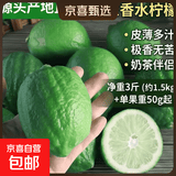 广东香水柠檬包邮新鲜水果柠檬精选皮薄奶茶店【百补优选】 柠檬净重3斤单果净重50g+